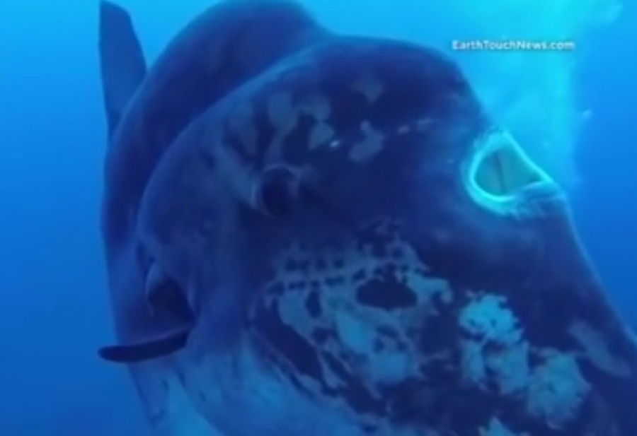 Αυτό είναι το μεγαλύτερο ψάρι στον κόσμο. Ένας πραγματικός γίγαντας! (Βίντεο)
