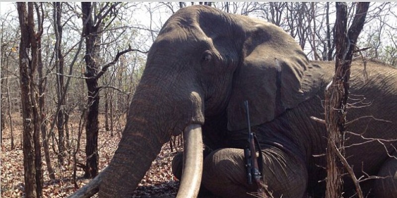 Φρίκη: Γερμανός κυνηγός σκότωσε τον γηραιότερο ελέφαντα της Αφρικής (φωτό)