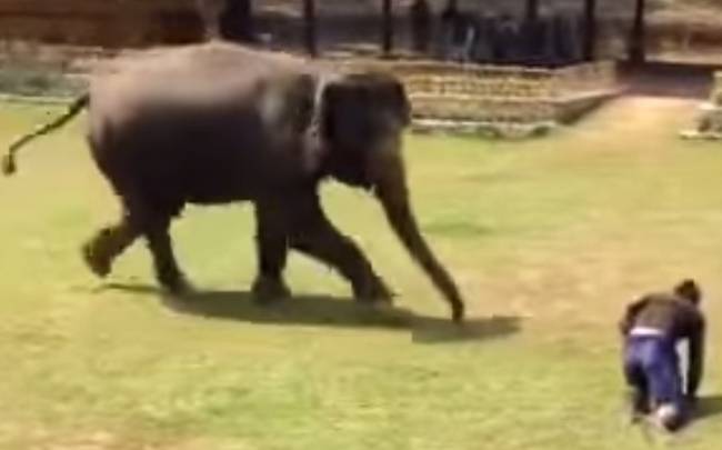 Ελέφαντας σώζει το φροντιστή του από επίθεση αγνώστου! [βίντεο]
