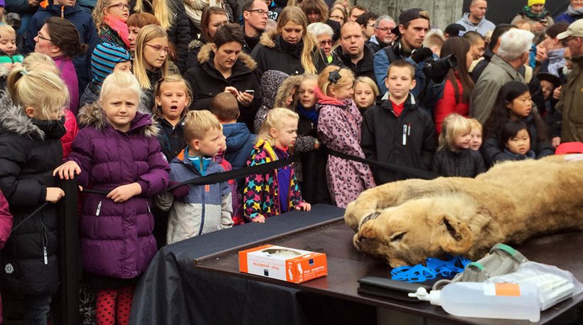 Δανία: Σκότωσαν λιονταράκι γιατί δεν… χωρούσε στο ζωολογικό κήπο και το έγδαραν μπροστά σε μικρά παιδιά