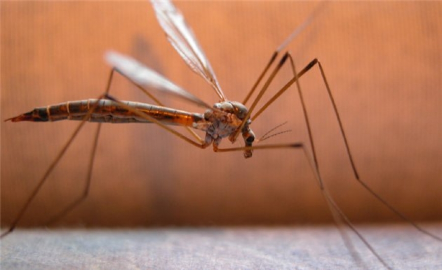 Δείτε το κόλπο για να μην σας τσιμπήσουν τα κουνούπια ποτέ ξανά!