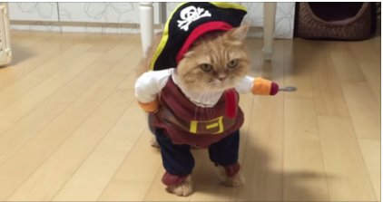 Το βίντεο που θα σας κάνει να κλάψετε από τα γέλια- Η γάτα που άνετα κυβερνά… γαλέρα!