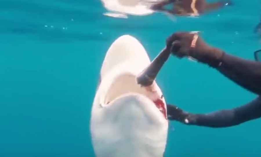 Αυτοί οι δύτες προσπαθούν να βγάλουν ένα αγκίστρι από το στόμα… καρχαρία και δείτε τι γίνεται! (Βίντεο)