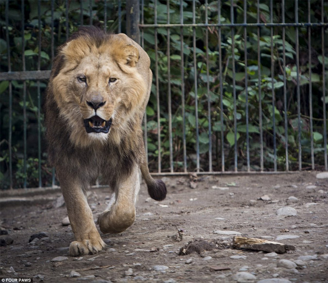 Η στιγμή όπου μια αγέλη λιονταριών γεύεται την ελευθερία [φωτό, βίντεο]