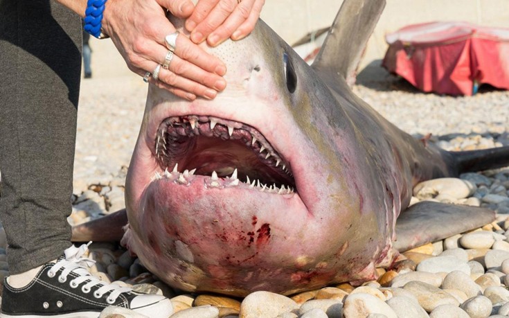 Ο καρχαρίας που προκάλεσε αίσθηση στη Βρετανία [φωτο]