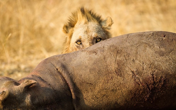 Στη φύση επιβιώνει ο… πιο ισχυρός: Δείτε τι θα φάει αυτό το λιοντάρι (φωτό)