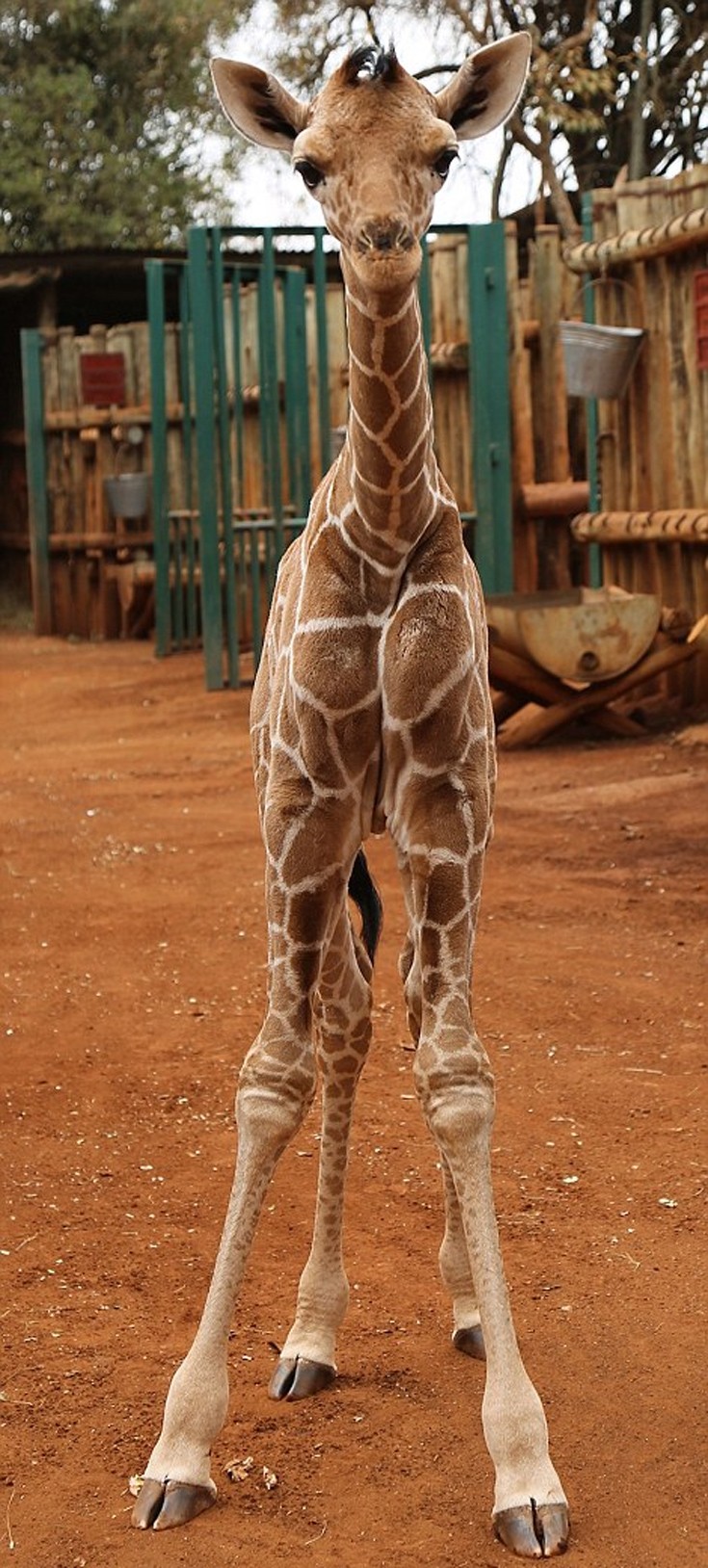 giraf08
