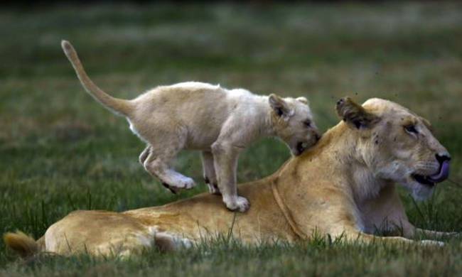 Κινδυνεύουν με εξαφάνιση τα λιοντάρια της Αφρικής