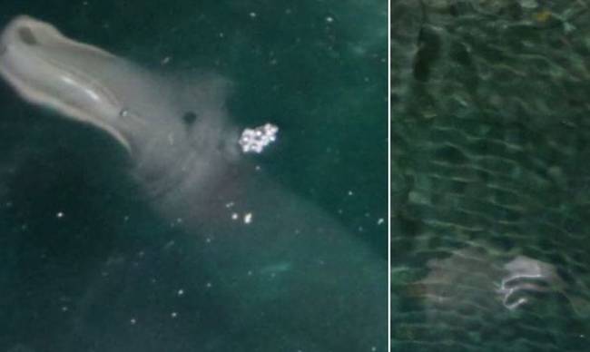 Τουρίστας φωτογράφισε παράξενο πλάσμα σε θαλάσσια σπηλιά της Κέρκυρας [φωτό]