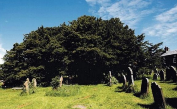 Σκωτία: Δέντρο 5.000 ετών αλλάζει φύλο