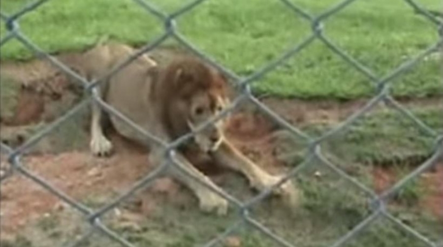 Δείτε την αντίδραση ενός λιονταριού που μεγάλωσε σε τσίρκο όταν πατάει για… πρώτη φορά χώμα! (βίντεο)