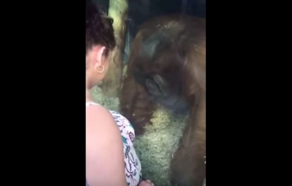Βίντεο: Έγκυος γυναίκα έβαλε την κοιλιά της στο τζάμι και αυτό που έκανε ο πίθηκος θα σας αφήσει άναυδους!