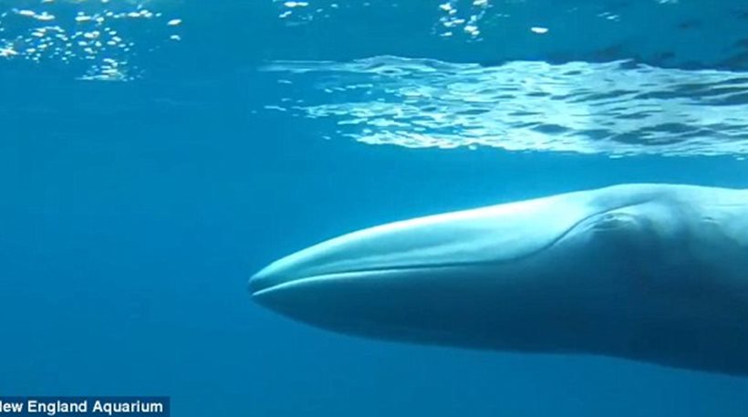 Κάμερα “έπιασε” στον βυθό… το πιο σπάνιο είδος φάλαινας στον κόσμο! Οι επιστήμονες νόμιζαν ότι είχε εξαφανιστεί (φωτό & βίντεο)