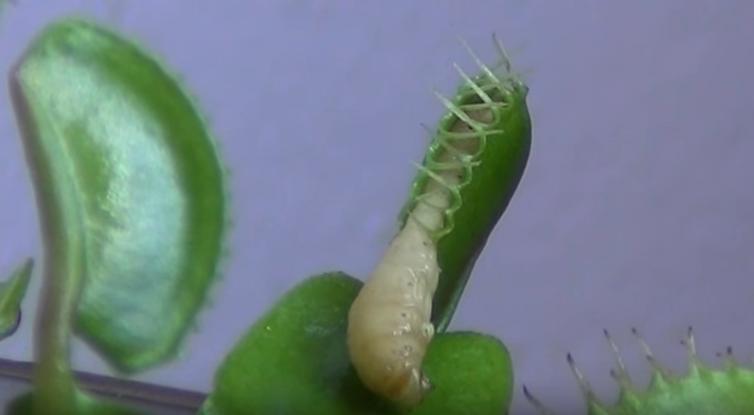 Δείτε πως ένα σαρκοφάγο φυτό κατασπαράζει μια κάμπια (βίντεο)