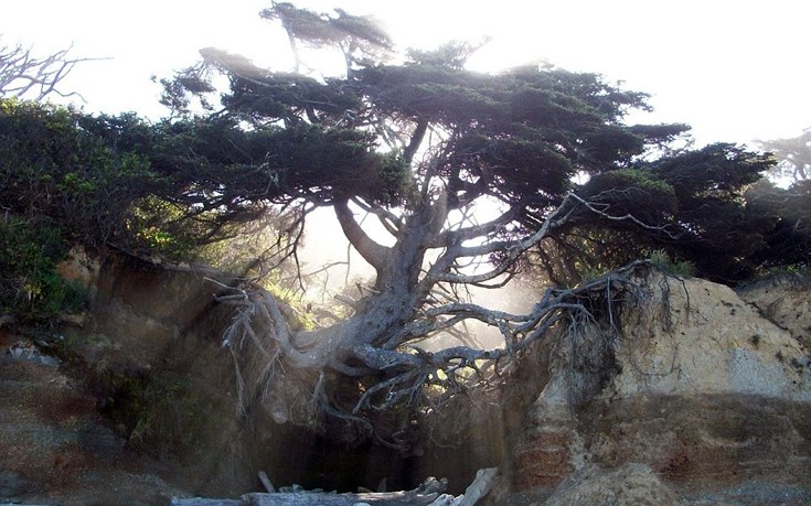 Το δέντρο που αψηφά το νόμο της βαρύτητας- «Κρέμεται» πάνω από το κενό (φωτο)