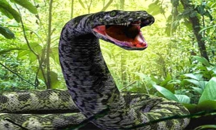 Αυτό είναι το μεγαλύτερο φίδι στον κόσμο και ζει σε αιχμαλωσία – Δείτε τι τρώει! [βίντεο]