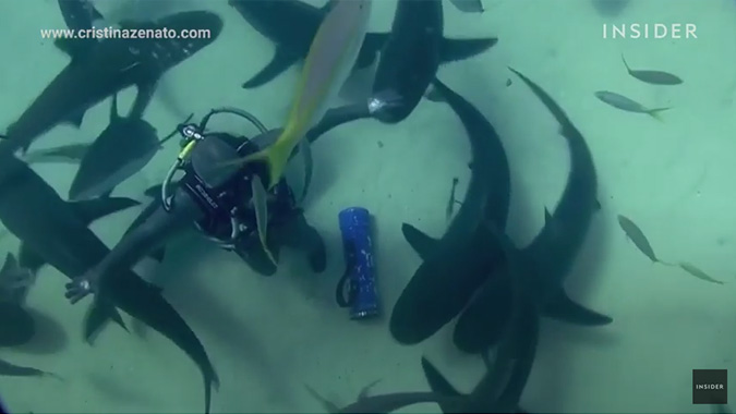 Ανατριχιαστικό: Χορεύει ανάμεσα σε δεκάδες καρχαρίες για να αποδείξει μια θεωρία (vid)