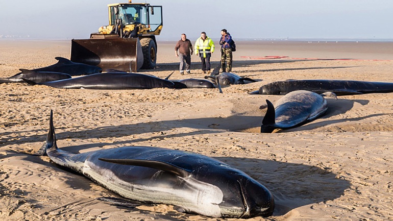Mαυροδέλφινα βρήκαν τραγικό θάνατο στη βόρεια Γαλλία
