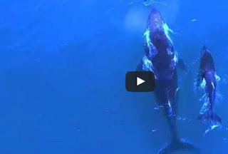Φάλαινα και δελφίνι κολυμπούν με τα μωρά τους – Δείτε το μαγευτικό βίντεο