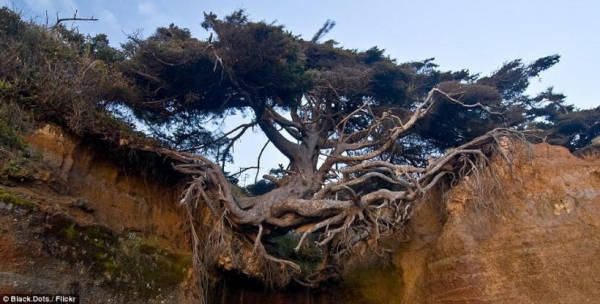 Δείτε το δέντρο που αψηφά τη βαρύτητα και ρίζωσε στον… αέρα! (φωτο)