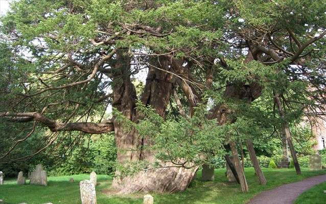 Βρέθηκε δέντρο ηλικίας… 1.300 ετών- Έχει αντικαρκινικές ιδιότητες!