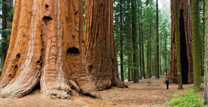 Δείτε το γιγαντιαίο δέντρο σεκόγια… 3.200 ετών! (βίντεο)