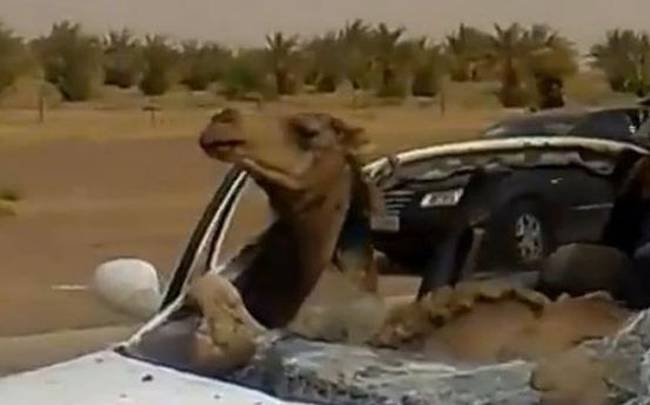 Καμήλα σφήνωσε στη θέση του … συνοδηγού [βίντεο]