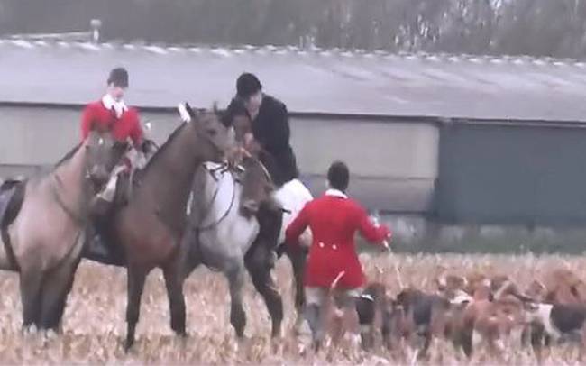 «Αρρωστημένο» κυνήγι στη Βρετανία: Δεκάδες σκυλιά κατασπάραξαν αλεπού (video)