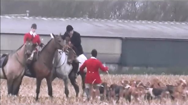 Κυνήγι στη Βρετανία: Δεκάδες σκυλιά κατασπάραξαν αλεπού! [βίντεο]
