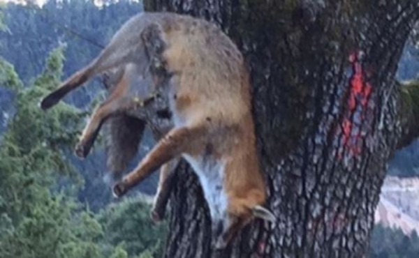 Σκότωσαν και κρέμασαν αλεπού σε δέντρο (Προσοχή σκληρές εικόνες)