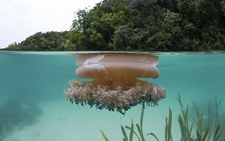 Δείτε τον εκπληκτικό υποβρύχιο κήπο του Ειρηνικού Ωκεανού (φωτο)