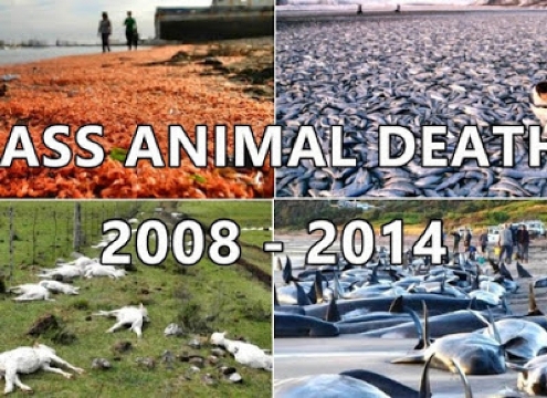 Παγκόσμια ανησυχία για τους μαζικούς θανάτους ζώων σε όλον τον πλανήτη – Μήπως κάτι πολύ σοβαρό πρόκειται να συμβεί; [βίντεο]