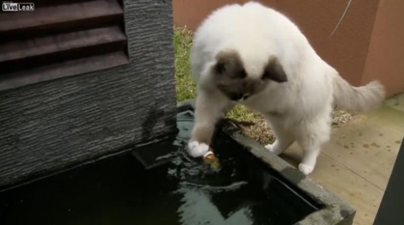 Δείτε μια γάτα να σώζει από βέβαιο θάνατο ένα… ψάρι! Aπό τα πιο συγκινητικά βίντεο που έχουμε δει…