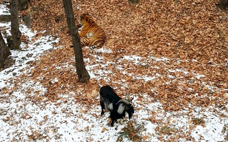 Η τίγρη που έγινε φίλη με μια… κατσίκα! – Αρκεί να μην πεινάσει κάποια στιγμή [βίντεο]