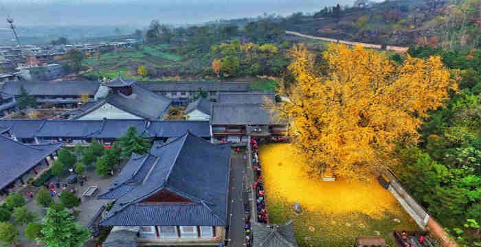 Το δέντρο Ginkgo Biloba που φύτεψε πριν από χίλια χρόνια  ο αυτοκράτορας της Κίνας [φωτό]