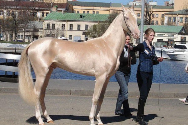 10 σπάνια και όμορφα άλογα… που δεν έχετε δει ποτέ στην ζωή σας! (φωτό)