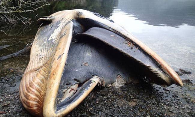 Χιλή: Εκατοντάδες φάλαινες ξεβράστηκαν μυστηριωδώς στις ακτές [φωτό]