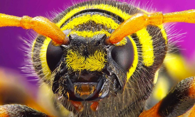 Δείτε τα 10 πιο επικίνδυνα έντομα στον κόσμο και προφυλαχθείτε! (vid)
