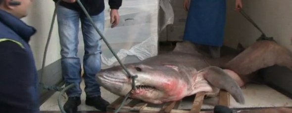 Κρητικός ψαράς έπιασε τεράστιο καρχαρία! – Δείτε το βίντεο