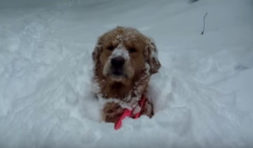 Όταν οι σκύλοι ανακαλύπτουν το χιόνι- Δείτε πως παίζουν (βίντεο)