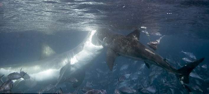 Στα όρια του… “κανιβαλισμού”: Λευκοί καρχαρίες παλεύουν για το φαγητό (φωτό)