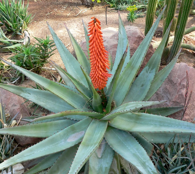 Aloe Vera: Το “φυτό της αθανασίας”