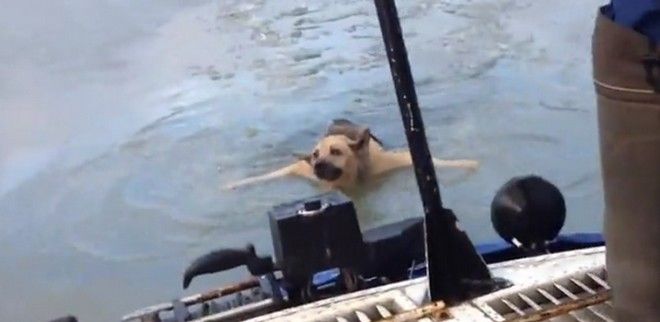 Διάσωση σκύλου από τα παγωμένα νερά ποταμού [βίντεο]