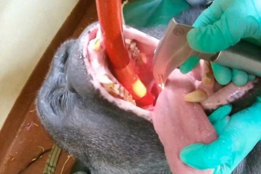Η ευγνωμοσύνη ενός γορίλα στον κτηνίατρο που τον απάλλαξε από… τον πονόδοντο (Βίντεο)