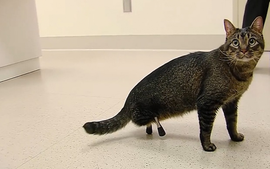 Γάτα γεννήθηκε χωρίς πίσω πόδια αλλά… χάρη στην επιστήμη απέκτησε απόλυτα λειτουργικά νέα μέλη