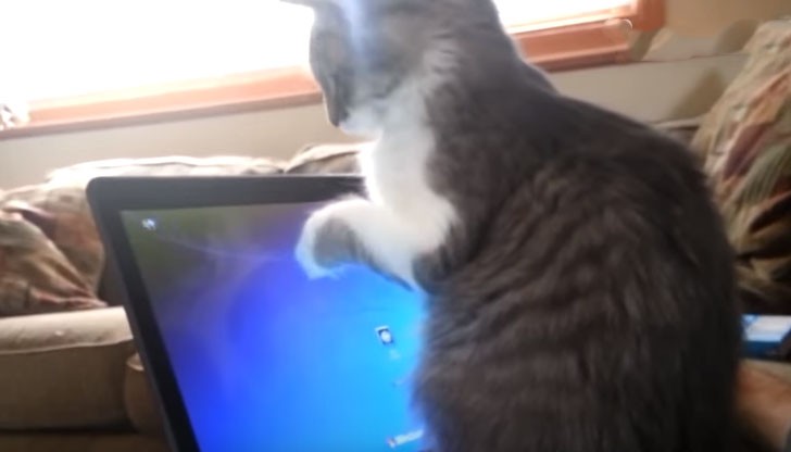 Δείτε πώς αντιδρούν οι γάτες στα… κομπιούτερ (βίντεο)