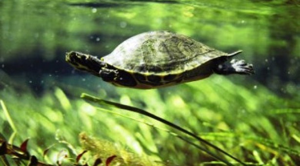 100.000 μωρά χελωνάκια κάνουν το πρώτο τους μπάνιο στον ποταμό του Αμαζονίου [βίντεο]