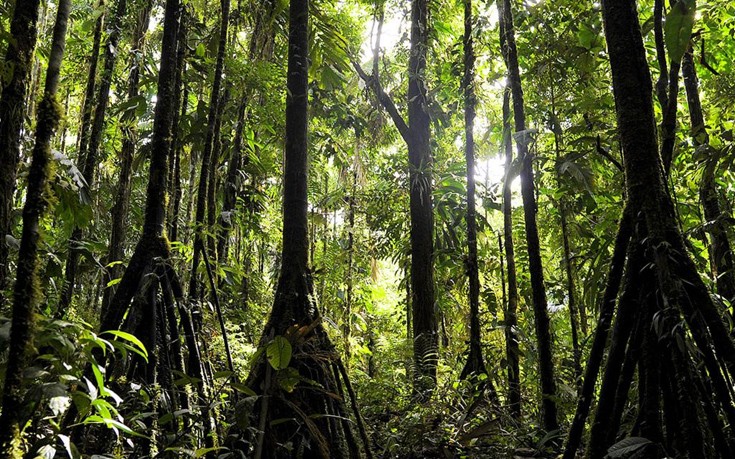 Το μυστηριώδες δάσος του Εκουαδόρ- Εκεί όπου τα δέντρα… “περπατούν”! (φωτό)