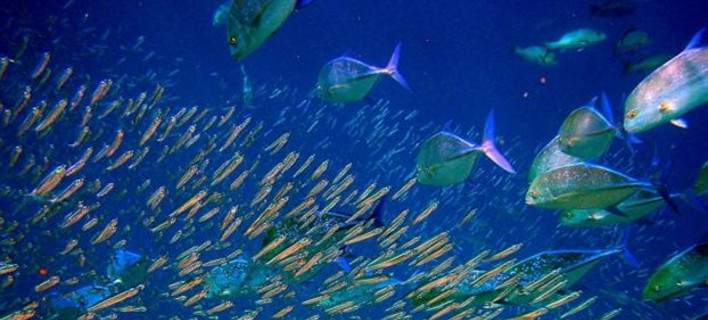 Ερευνα: Τα αλιευτικά αποθέματα μειώνονται λόγω της κλιματικής αλλαγής