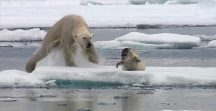 Ντοκιμαντέρ: Μάχη για επιβίωση στην Αρκτική – Πολική αρκούδα αιφνιδιάζει φώκια [βίντεο]